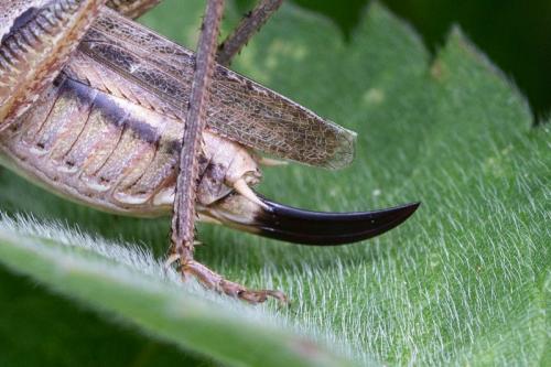 Réf. 243 461 : Platycleis albopunctata albopunctata